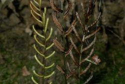 Blechnum membranaceum. Fertile fronds with falcate pinnae.
 Image: L.R. Perrie © Leon Perrie CC BY-NC 3.0 NZ